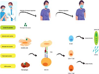 COVID-19 vaccination in patients with cancer: Opportunities and challenges